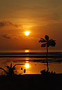 Plants on the Beach in Silhouette